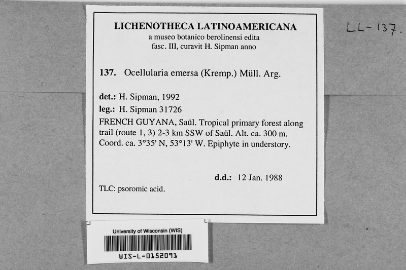 Ocellularia emersa photo 2