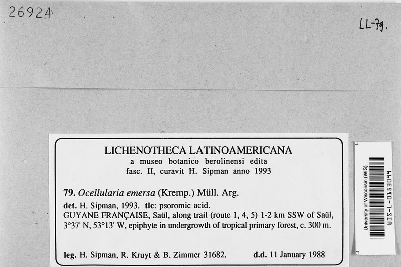 Ocellularia emersa photo 3