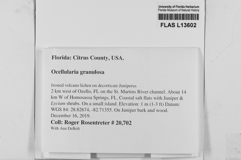 Ocellularia granulosa photo 2