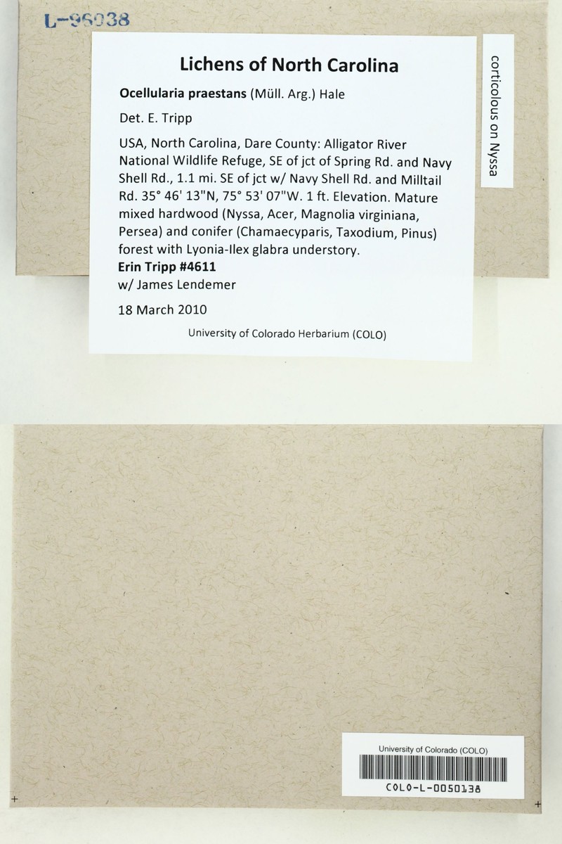Ocellularia praestans