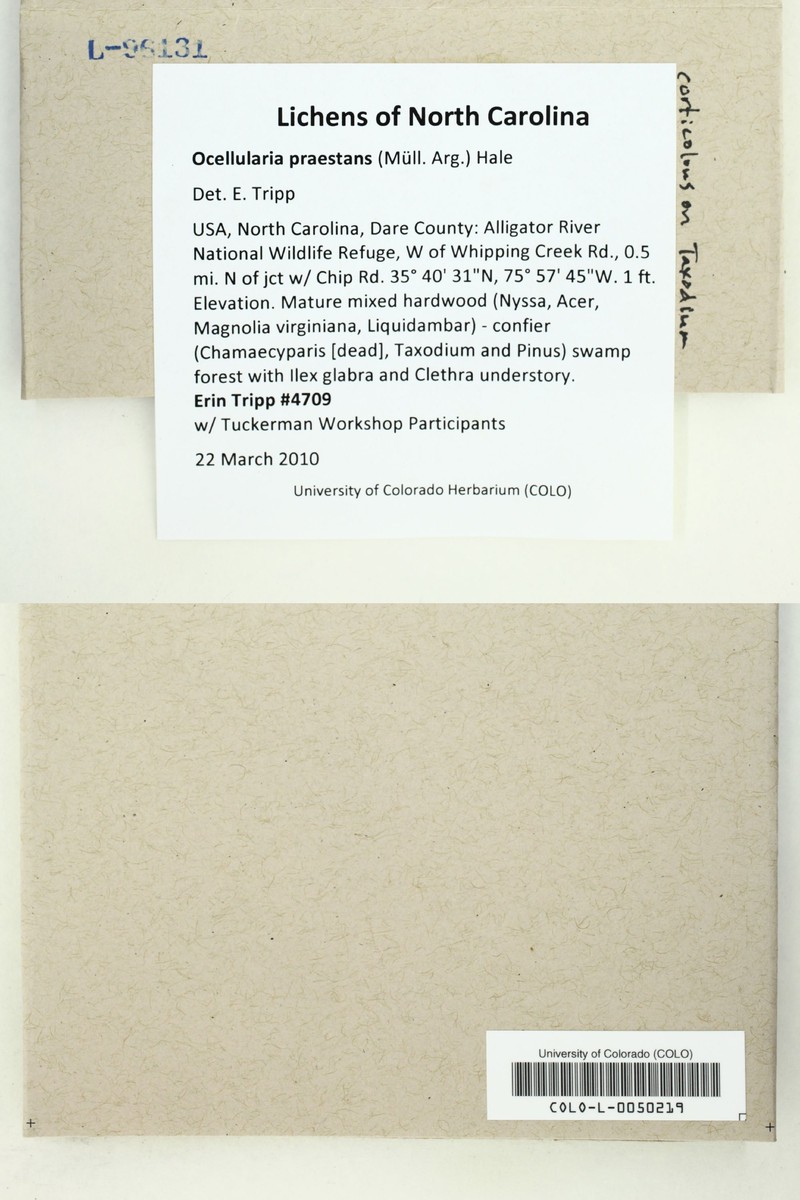 Ocellularia praestans photo 2