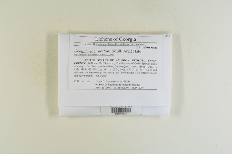 Ocellularia praestans photo 3