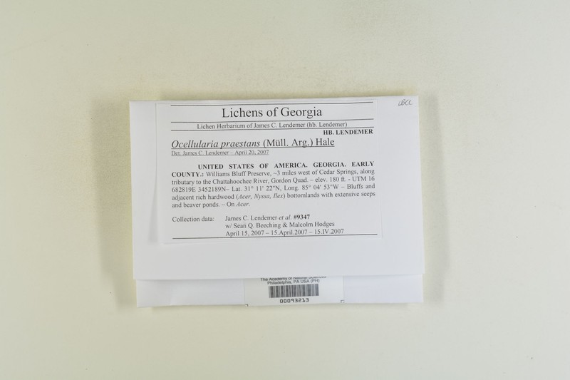 Ocellularia praestans photo 4
