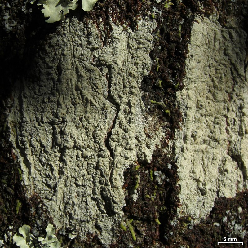 Sanford's Ocellularia Lichen