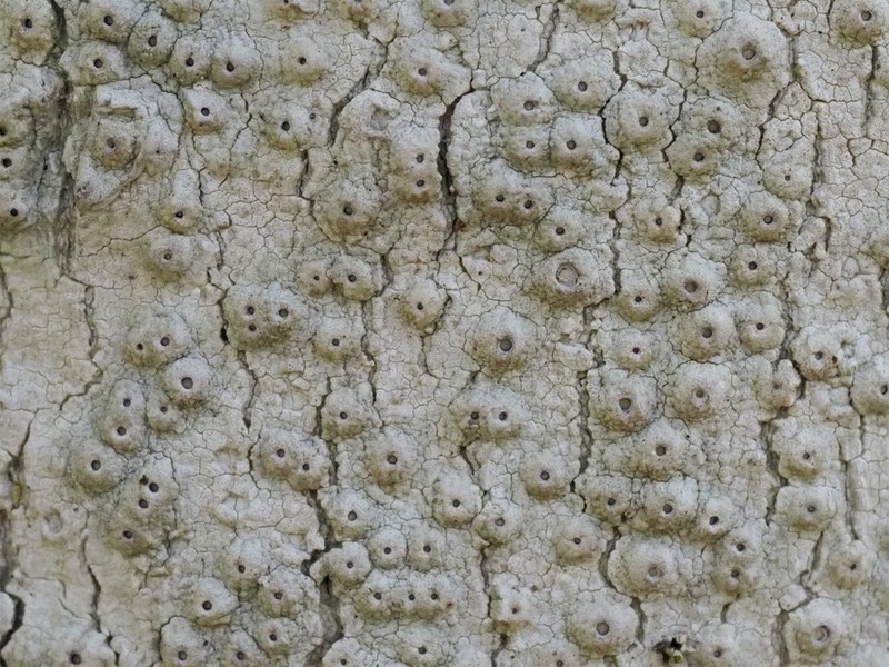 Sanford's Ocellularia Lichen