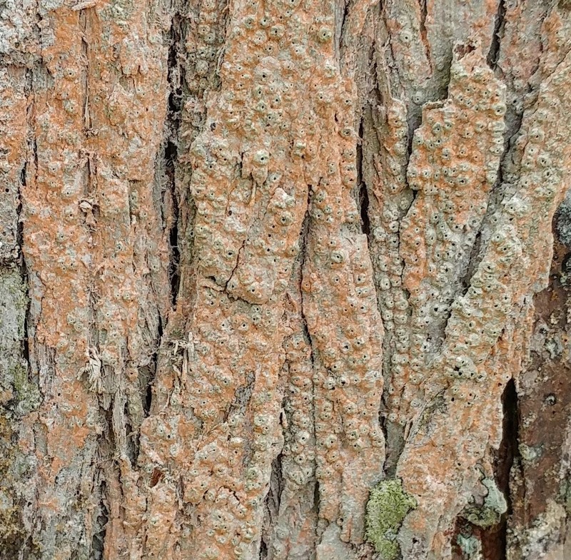 Sanford's Ocellularia Lichen photo 3
