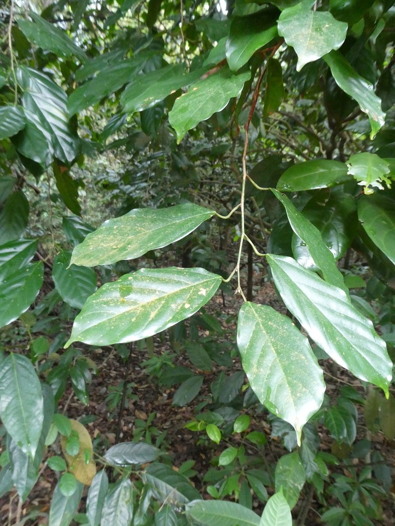 Ochanostachys amentacea photo 3