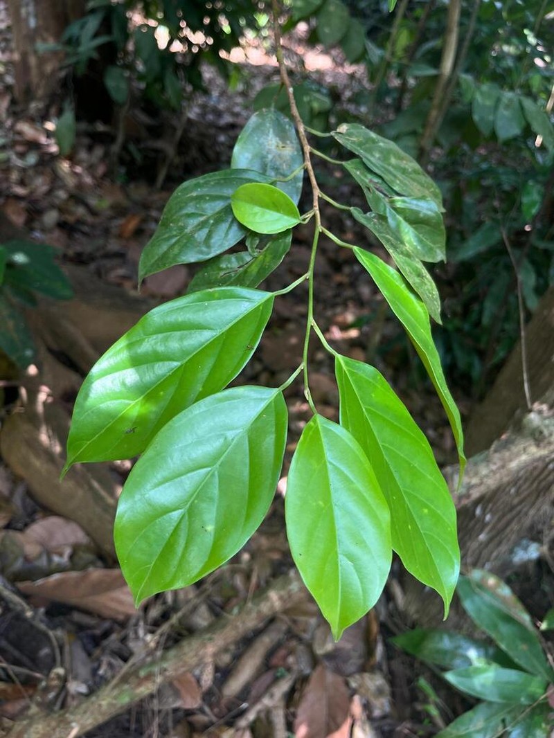 Ochanostachys amentacea photo 5
