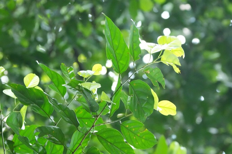 Ochanostachys amentacea photo 8