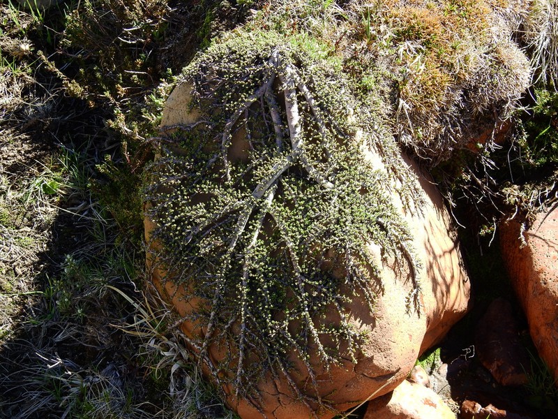 Ochetophila nana photo 2