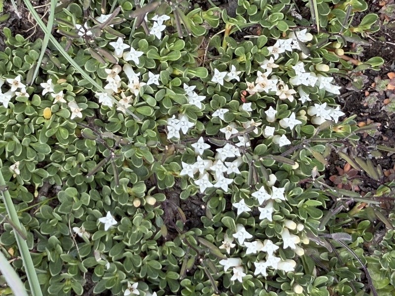 Ochetophila nana photo 3