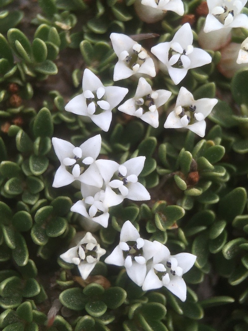 Ochetophila nana photo 4