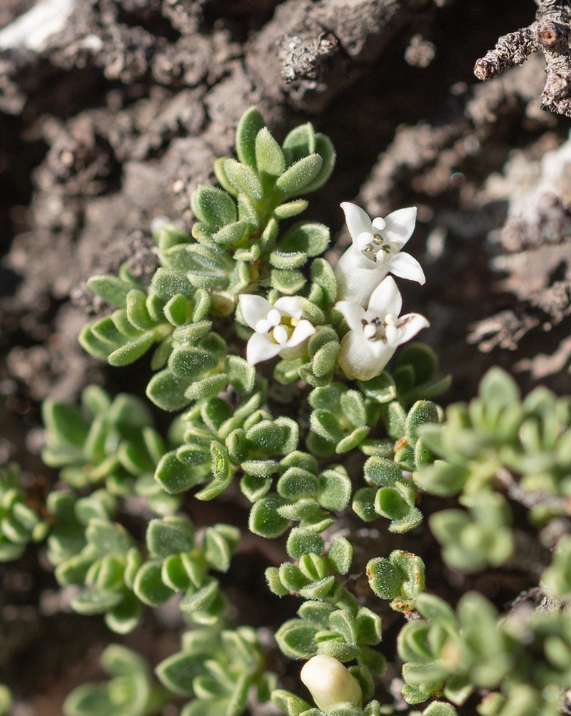 Ochetophila nana photo 5