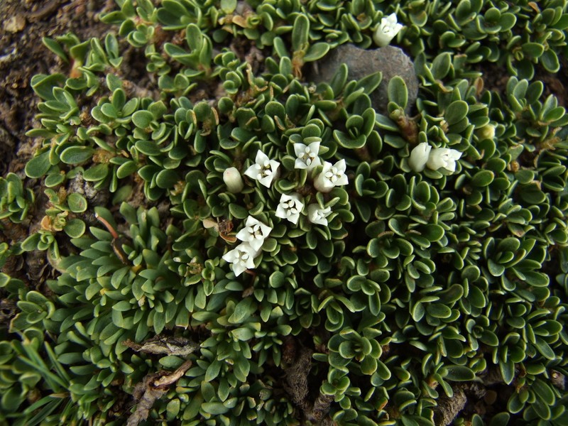 Ochetophila nana photo 7