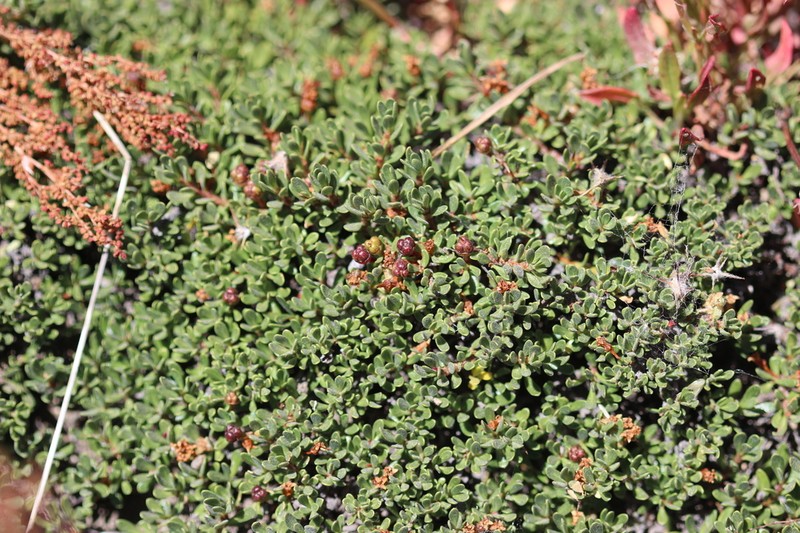 Ochetophila nana photo 8