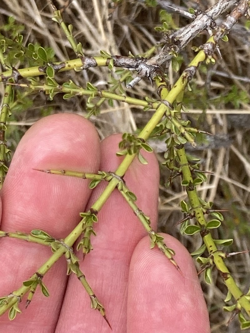 Ochetophila trinervis