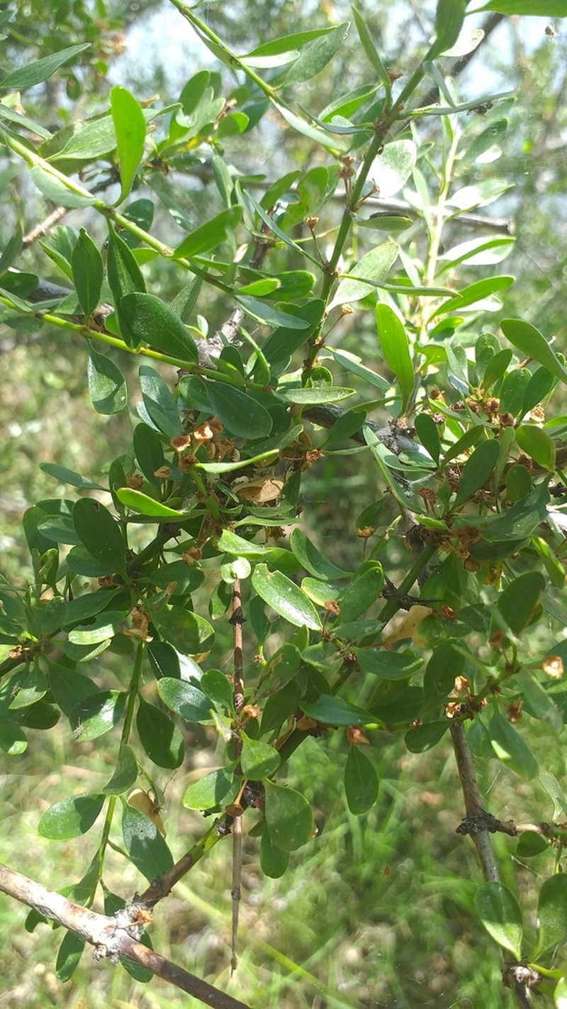 Ochetophila trinervis photo 3
