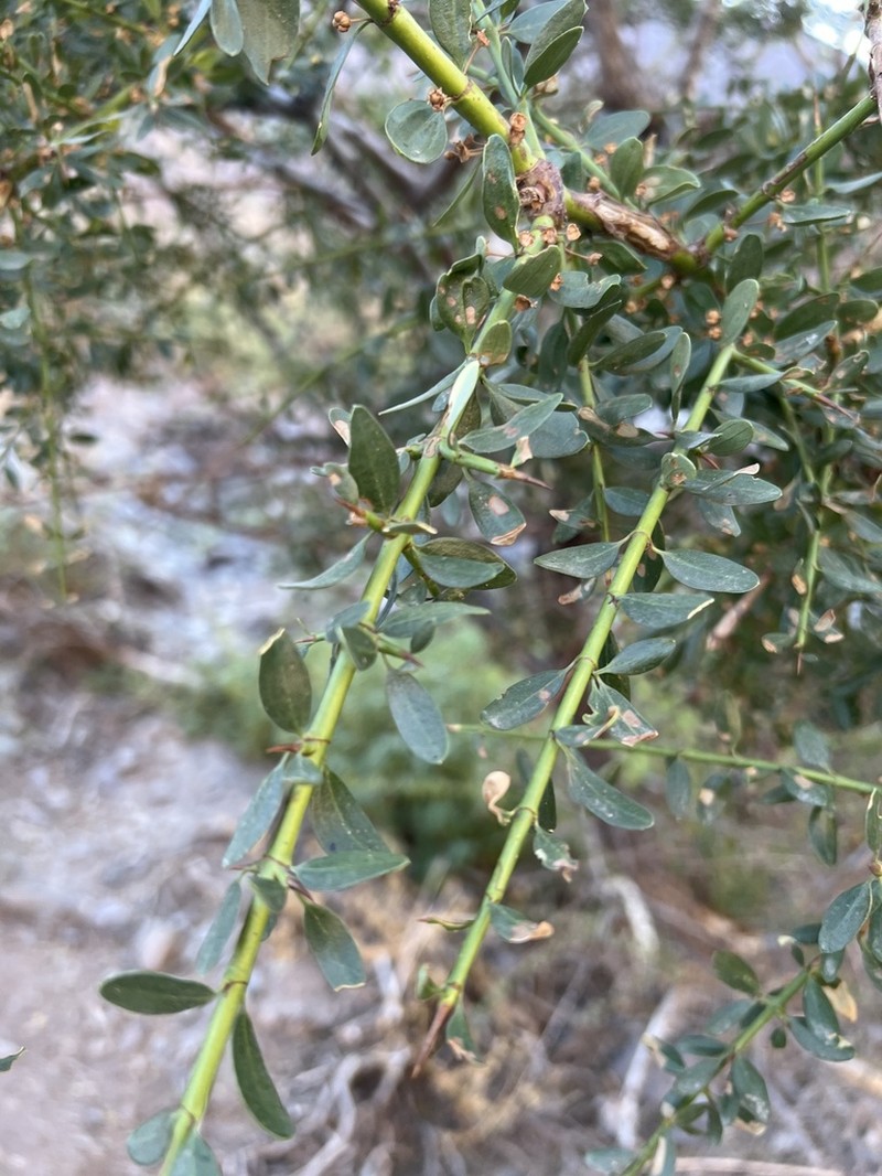 Ochetophila trinervis photo 4