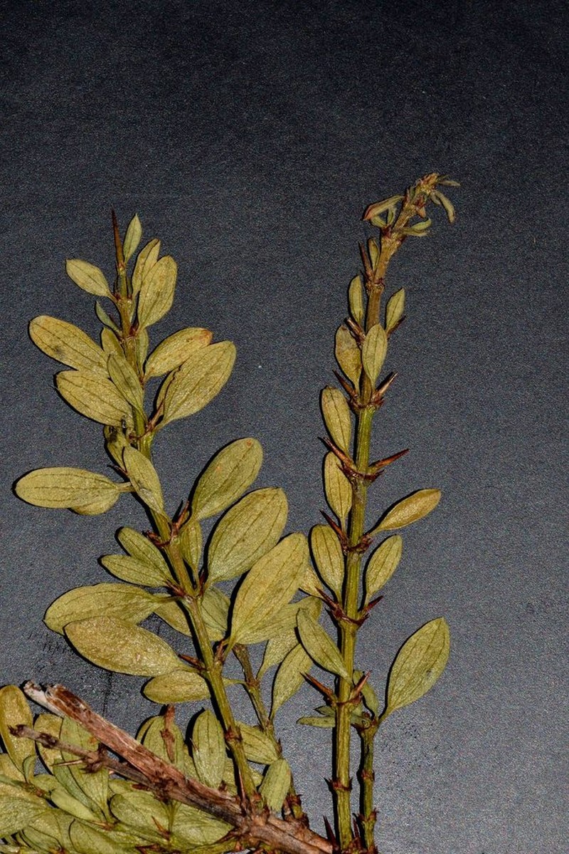 Ochetophila trinervis photo 5