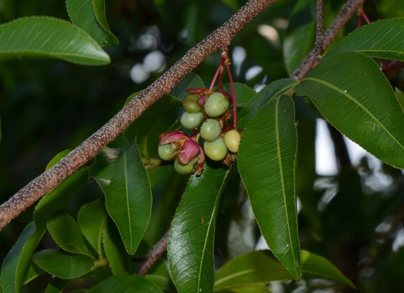 Ochna afzelii