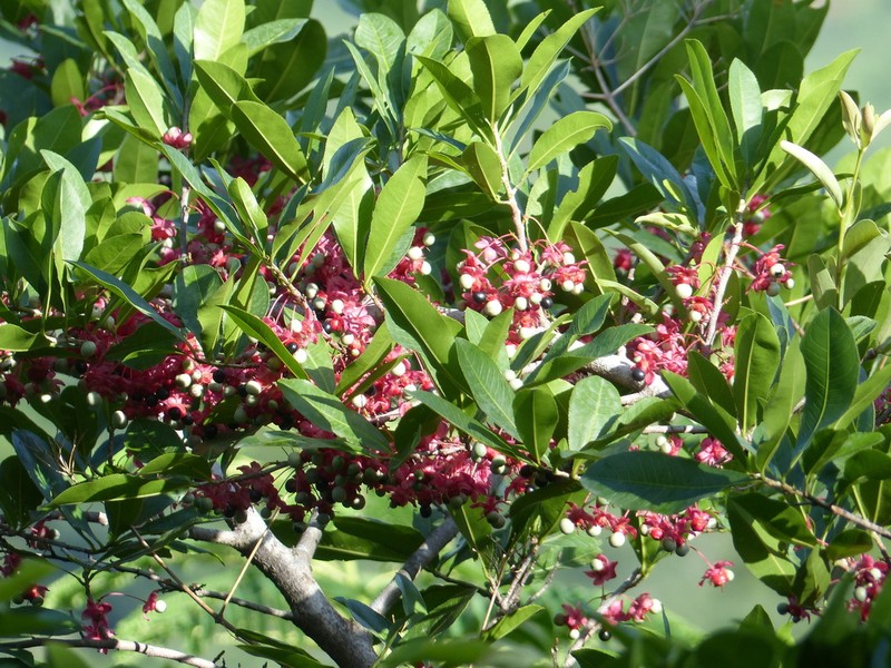 Ochna afzelii photo 2
