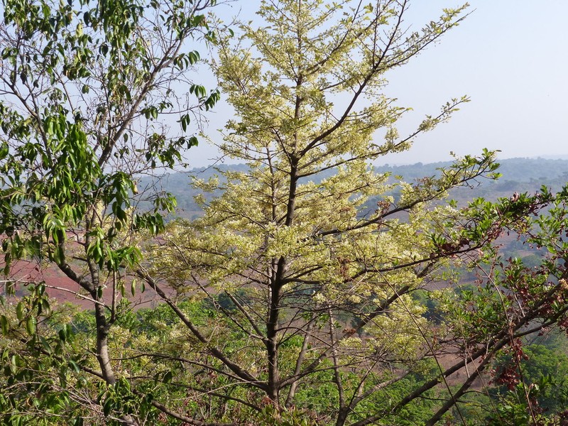 Ochna afzelii photo 3