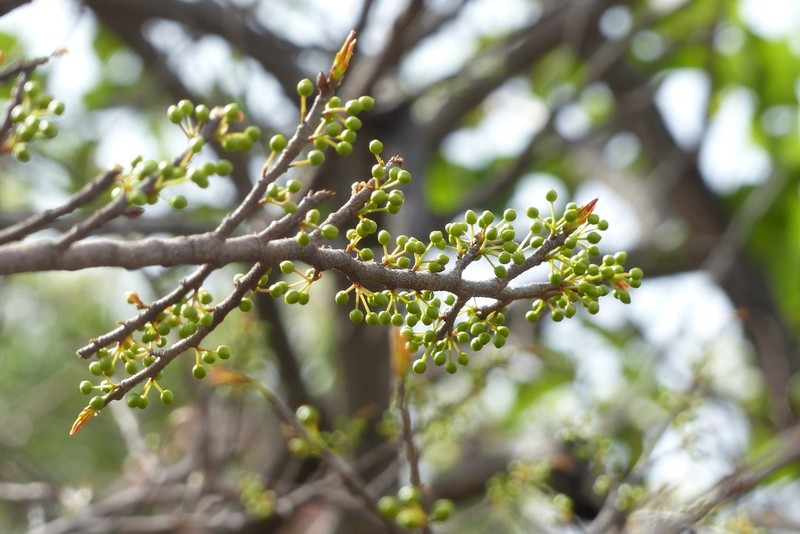 Ochna afzelii photo 4