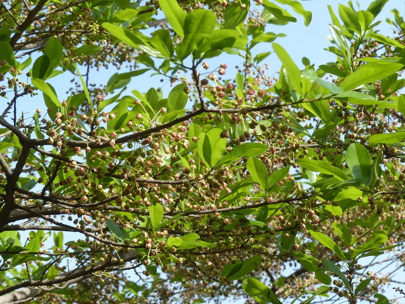 Ochna afzelii photo 5