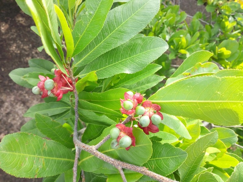 Ochna afzelii photo 6