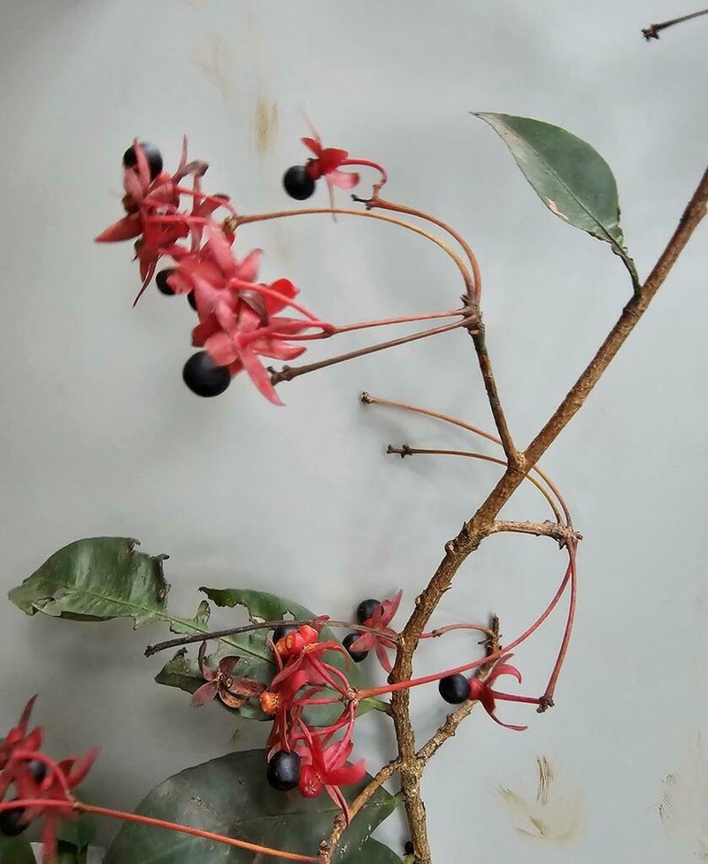 Ochna afzelii photo 7