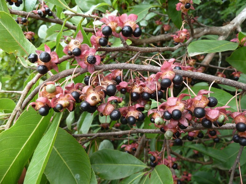 Ochna afzelii photo 8