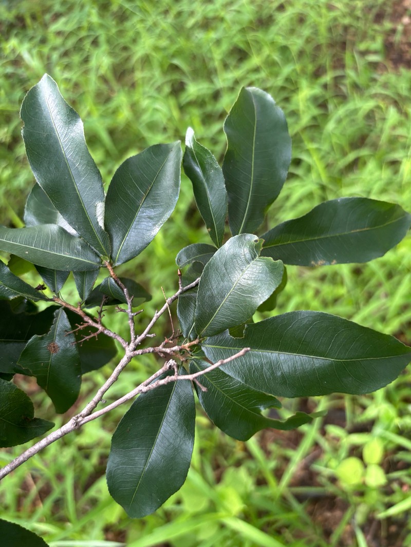 Ochna afzelioides