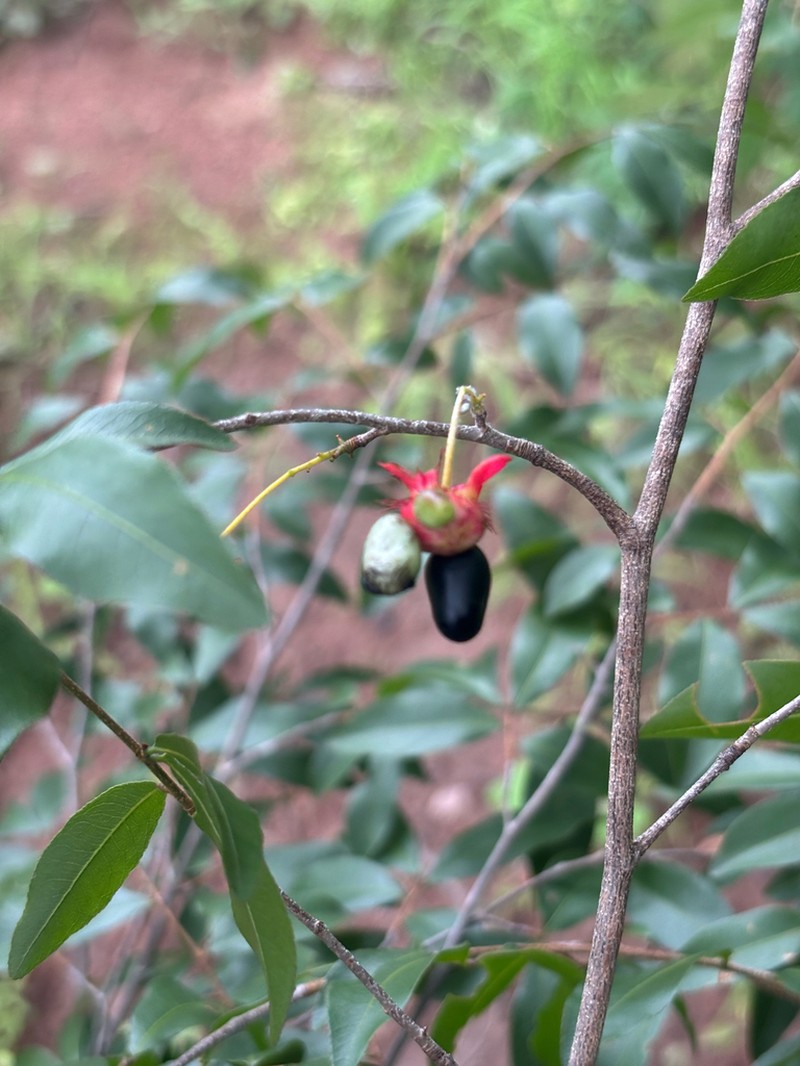 Ochna afzelioides photo 2