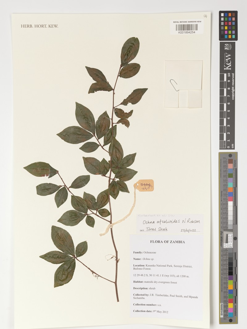 Ochna afzelioides photo 3