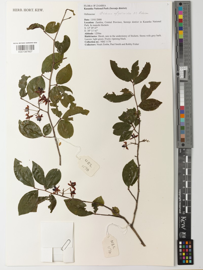 Ochna afzelioides photo 4