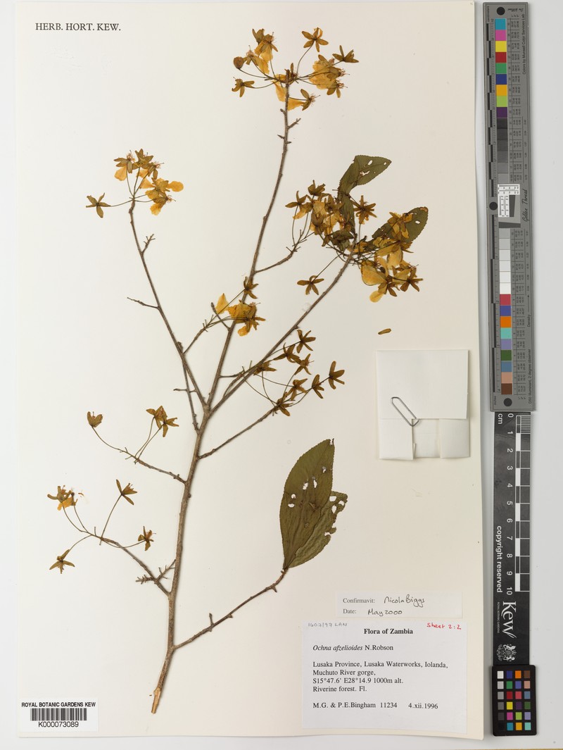Ochna afzelioides photo 5