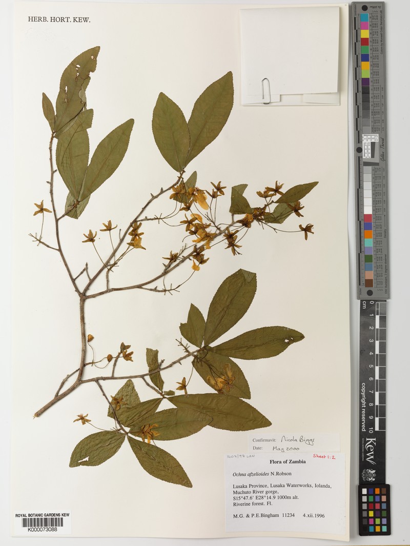 Ochna afzelioides photo 6
