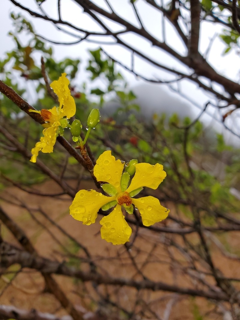 Ochna andravinensis
