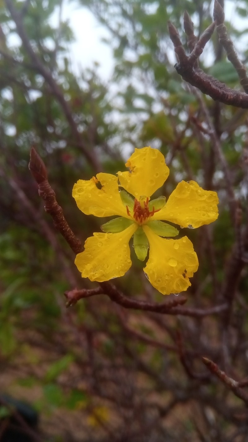 Ochna andravinensis photo 2