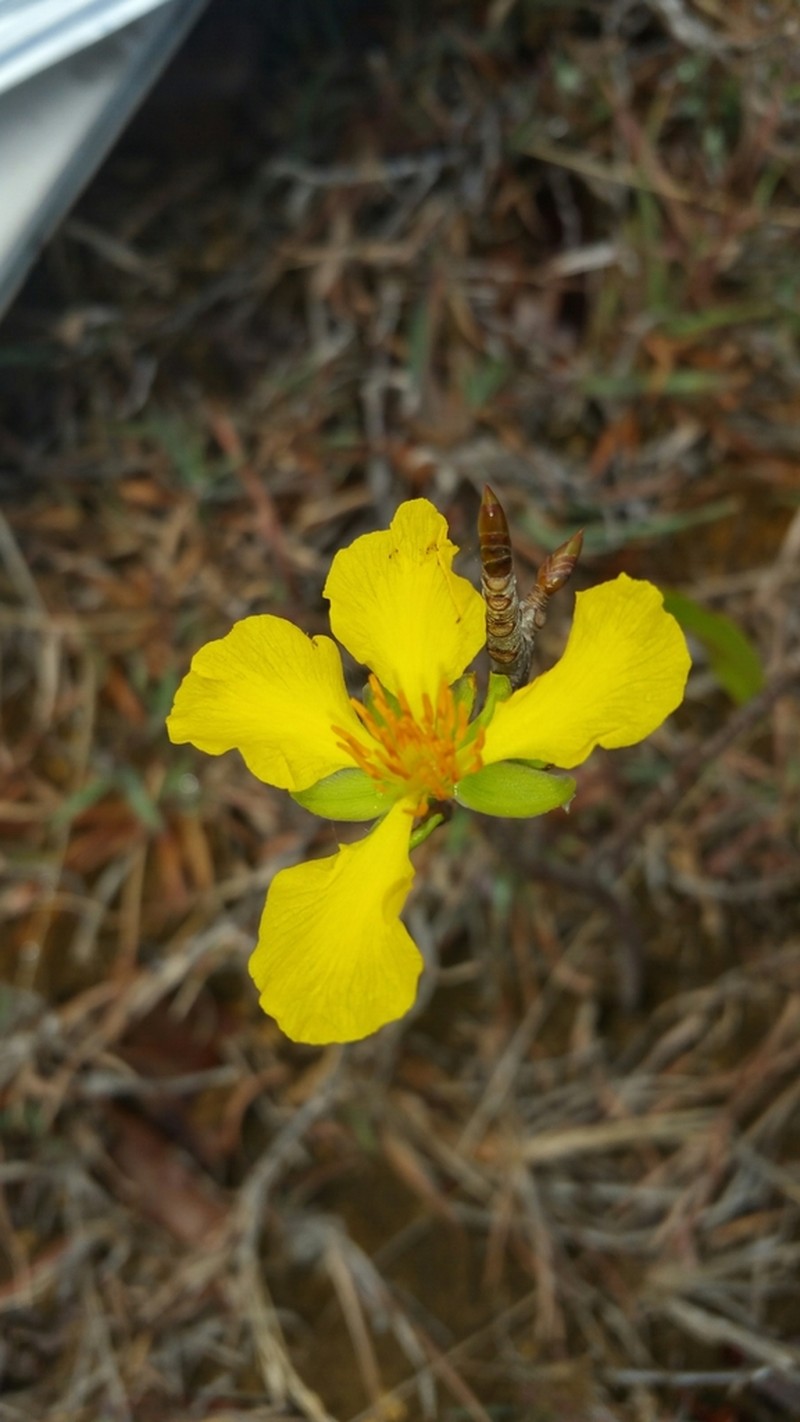 Ochna andravinensis photo 3