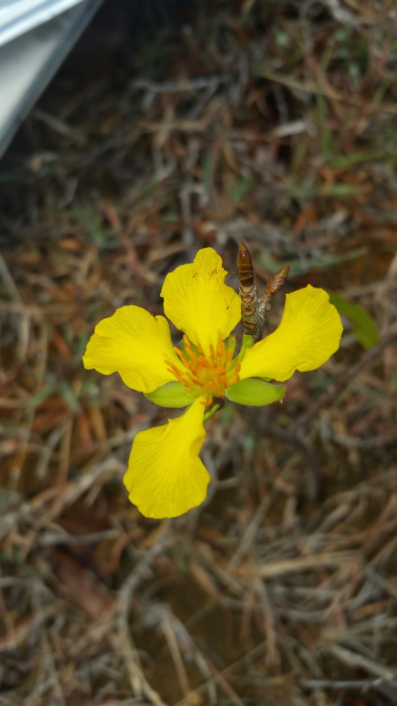 Ochna andravinensis photo 4