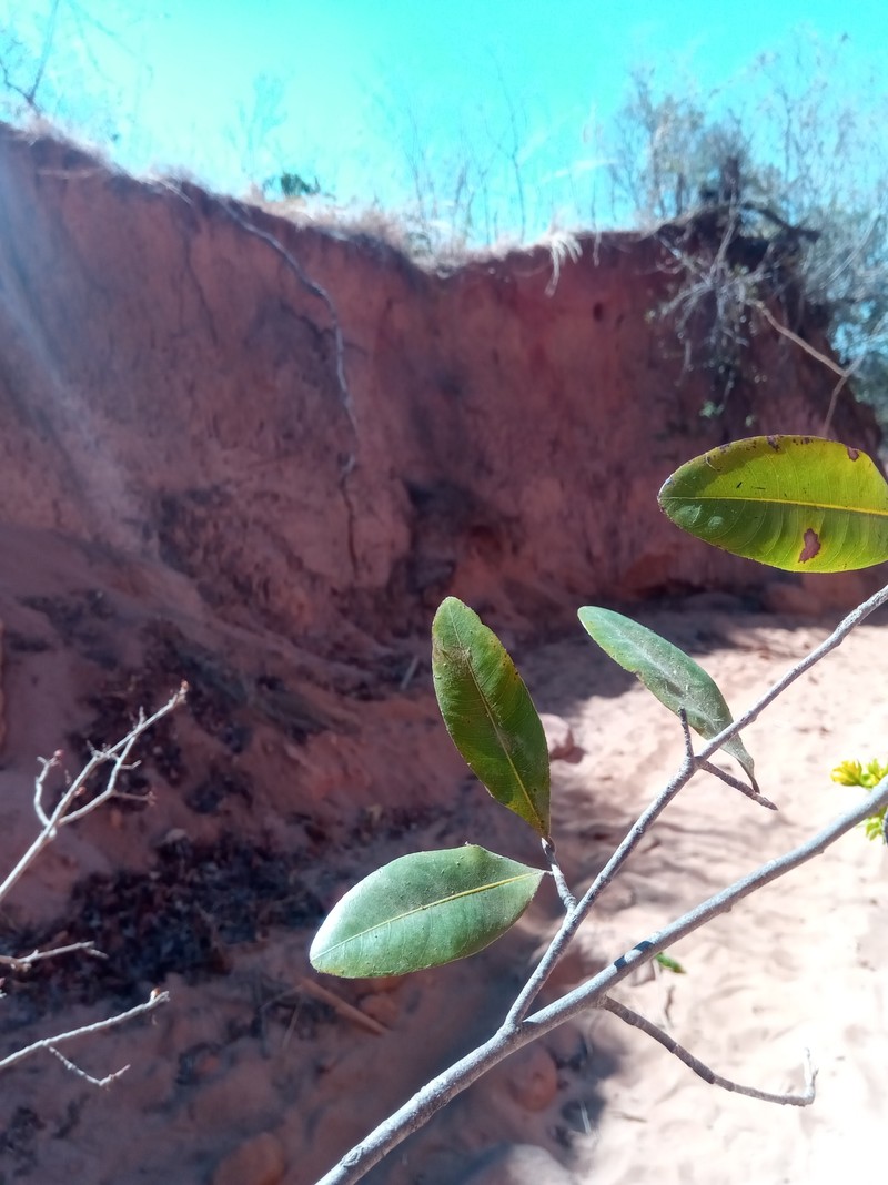 Ochna andravinensis photo 5