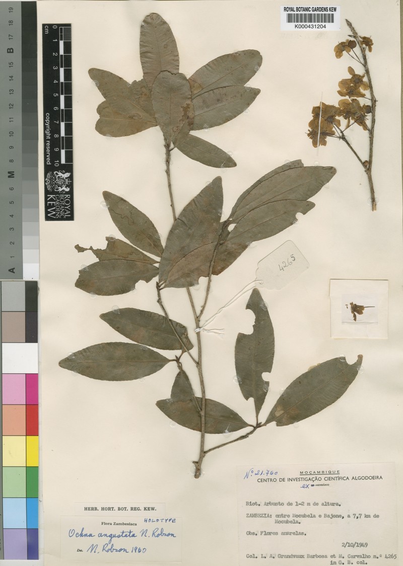 Ochna angustata