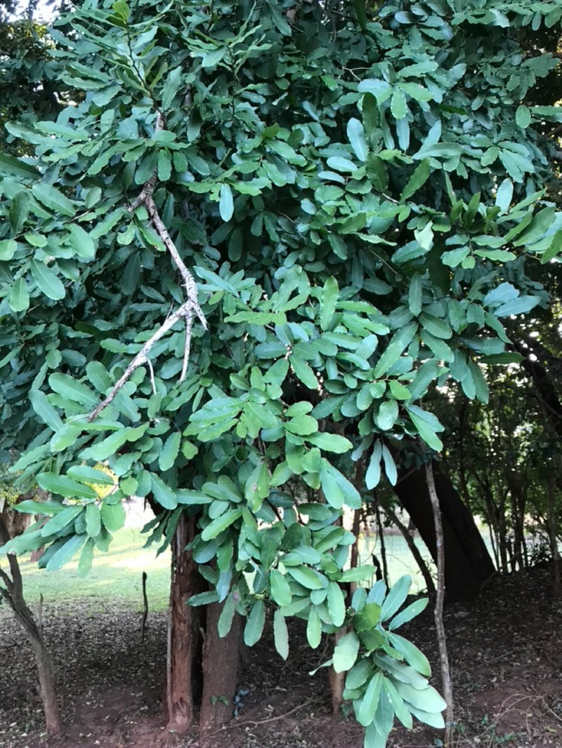 Ochna angustata photo 2