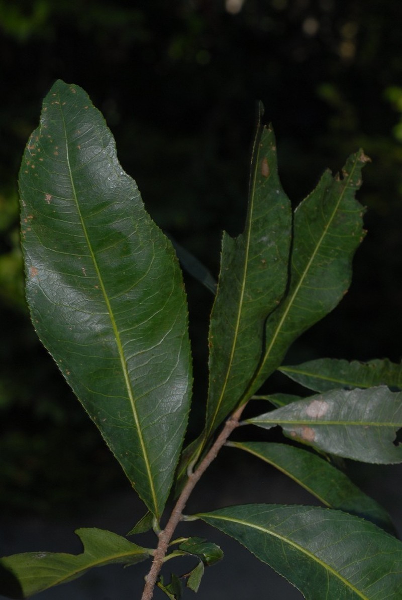 Ochna angustata photo 3
