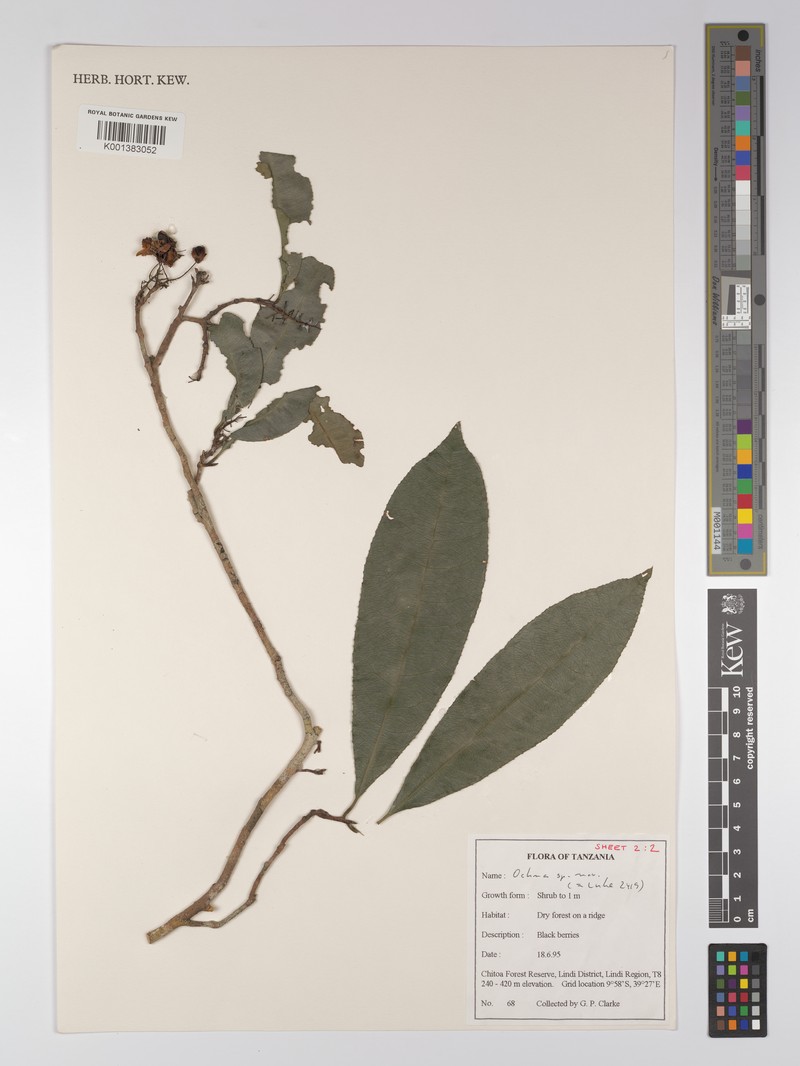 Ochna apetala