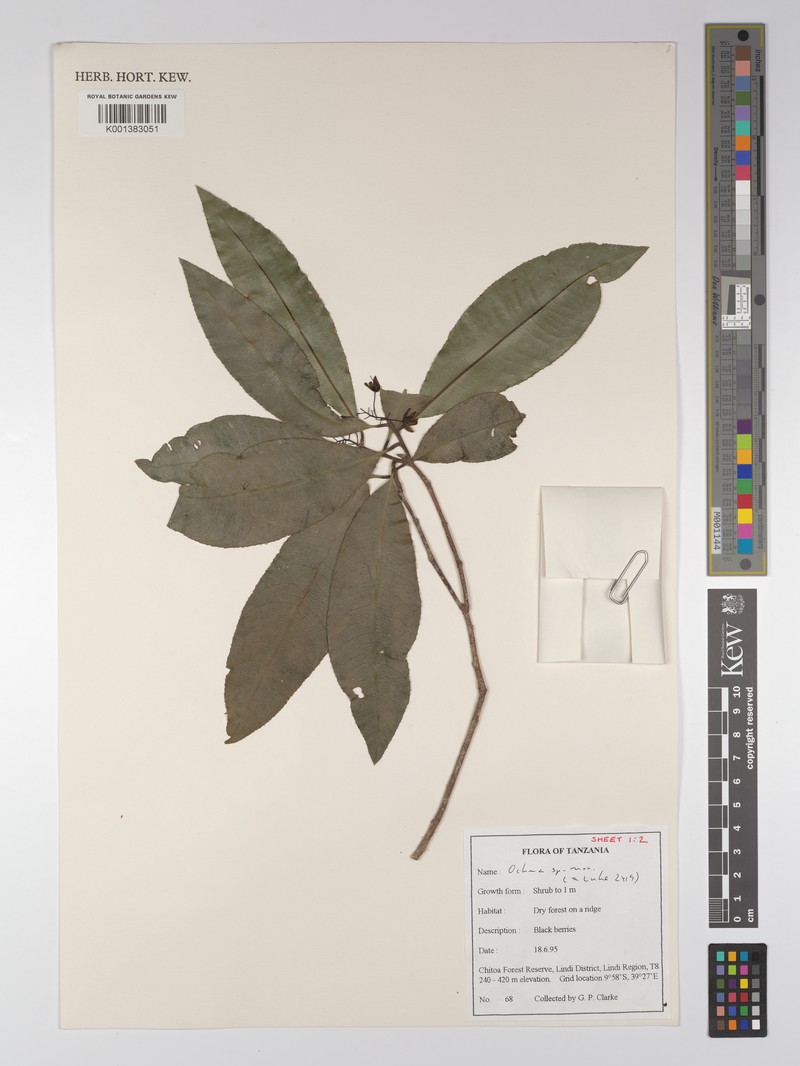 Ochna apetala photo 2
