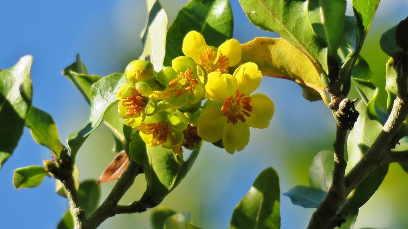 Ochna arborea