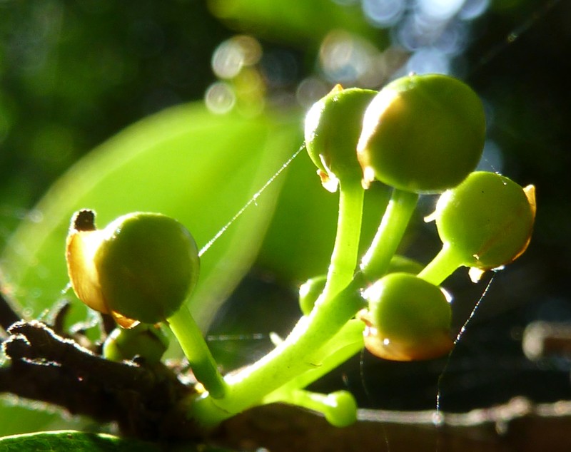 Ochna arborea photo 4
