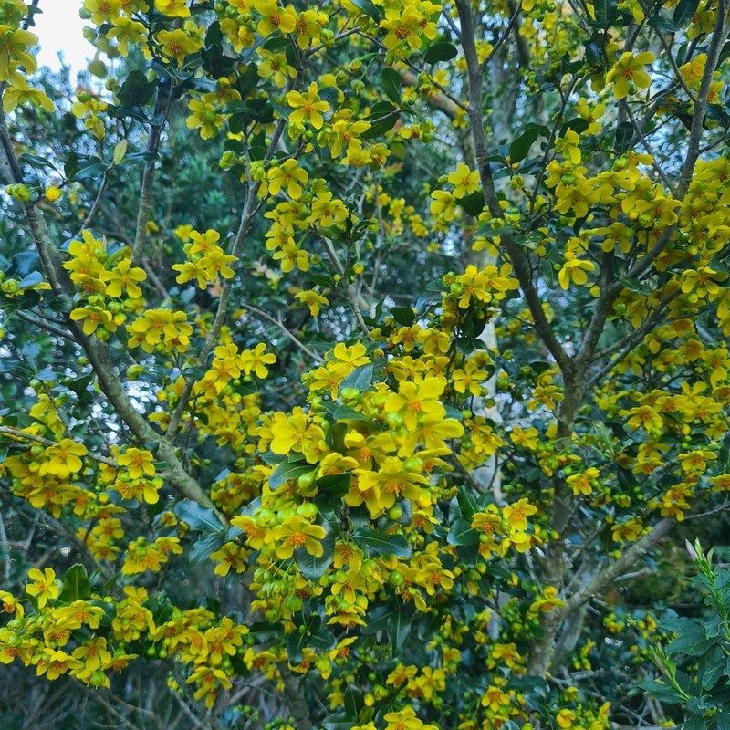 Ochna arborea photo 5